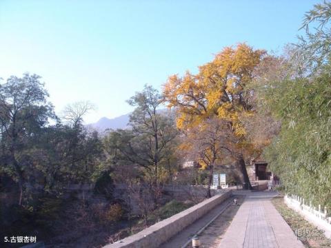 北京龙泉寺旅游攻略 之 古银杏树