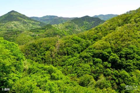 河南灵宝燕子山风景区旅游攻略 之 森林