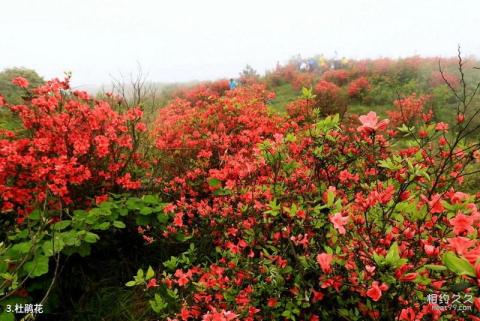 桂林大境盘古山旅游攻略 之 杜鹃花