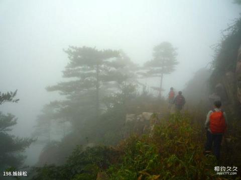 泰安徂徕山国家森林公园旅游攻略 之 姊妹松