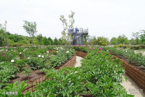 上海辰山植物园旅游攻略 之 植物迷宫