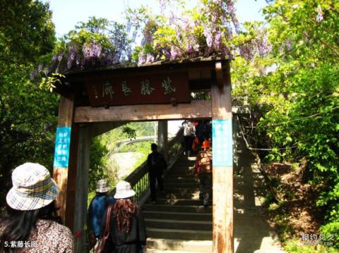 诸暨浣江•五泄风景名胜区旅游攻略 之 紫藤长廊