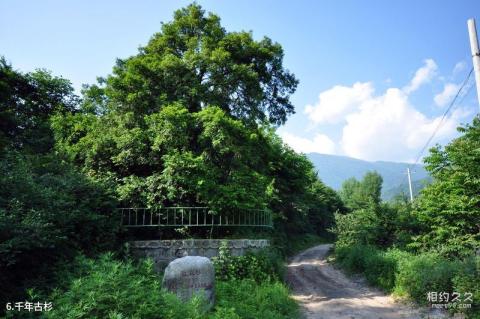 宝鸡太白青峰峡森林公园旅游攻略 之 千年古杉