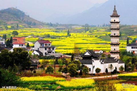 建德新叶古村旅游攻略 之 油菜花田