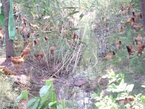 徐州新沂马陵山旅游攻略 之 马陵山生态农庄