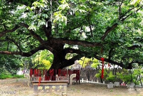 平山佛光山生态风景区旅游攻略 之 千年板栗