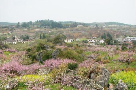 修水南崖清水岩风景区旅游攻略 之 桃花