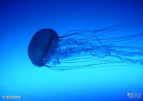 青岛海底世界旅游攻略 之 青岛水族馆