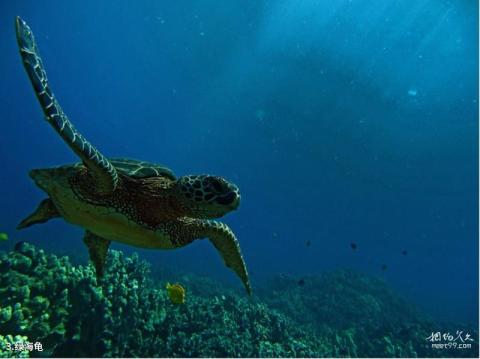 苍鹭岛海底风光旅游攻略 之 绿海龟