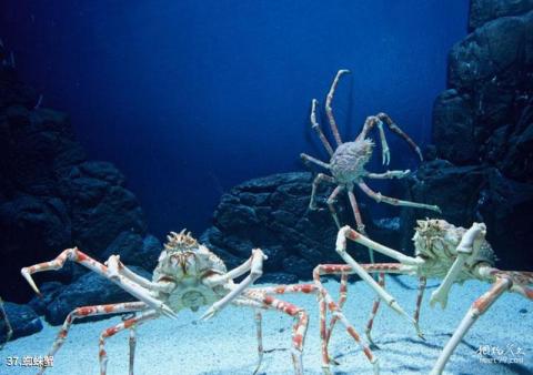 上海海洋水族馆旅游攻略 之 蜘蛛蟹