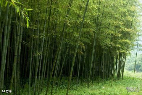 龙里猴子沟风景区旅游攻略 之 竹海