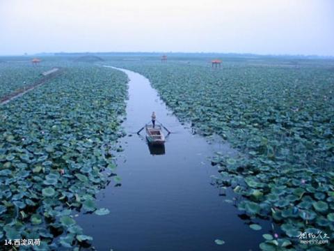 保定白洋淀旅游攻略 之 西淀风荷