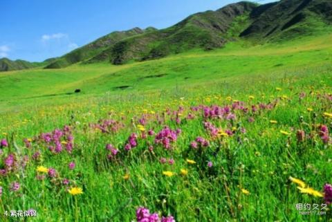 夏河桑科草原旅游攻略 之 繁花似锦