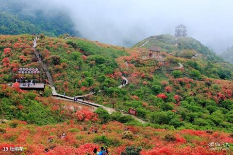 湖南阳明山国家级自然保护区旅游攻略 之 杜鹃花