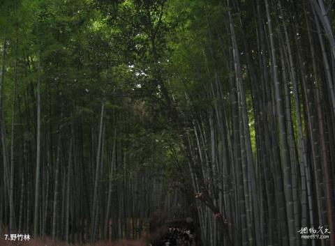 珠江源风景区旅游攻略 之 野竹林