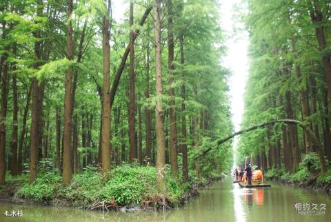 兴化李中水上森林景区旅游攻略 之 水杉