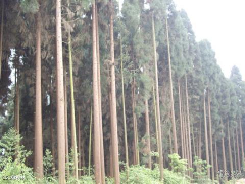 盱眙铁山寺国家森林公园旅游攻略 之 柳杉林