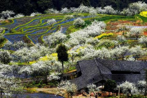 宜宾高县胜天红岩山旅游景区旅游攻略 之 李花