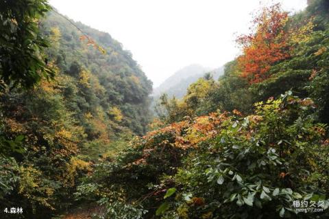 安徽宁国夏霖风景区旅游攻略 之 森林