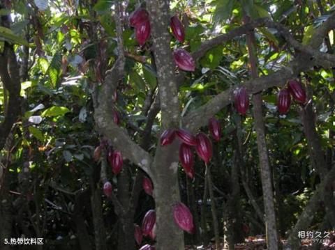 海南兴隆热带植物园旅游攻略 之 热带饮料区