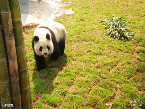 安吉竹子博览园旅游攻略 之 熊猫馆