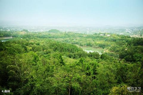 绵阳仙海旅游景区旅游攻略 之 森林