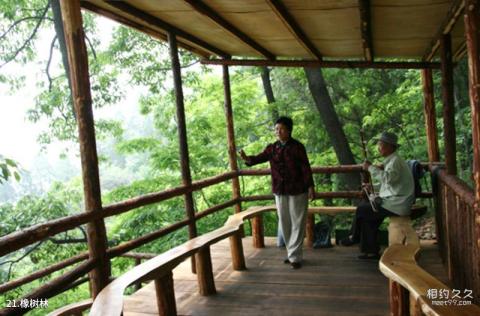 临沂天上王城景区旅游攻略 之 橡树林