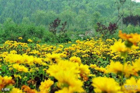 天津南翠屏公园旅游攻略 之 植被