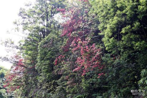 广西岑王老山国家级自然保护区旅游攻略 之 夏景