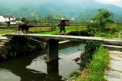 婺源理坑村旅游攻略 之 生态