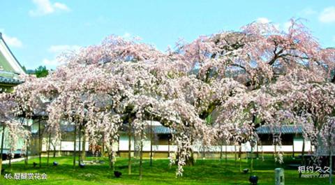 日本醍醐寺旅游攻略 之 醍醐赏花会