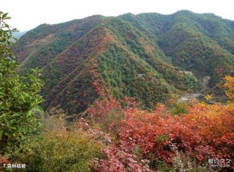 邢台蝎子沟国家森林公园旅游攻略 之 森林植被