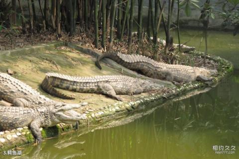 重庆市鳄鱼中心旅游攻略 之 鳄鱼湖
