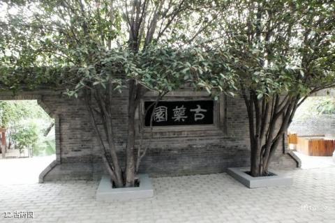 亳州华祖庵旅游攻略 之 古药园