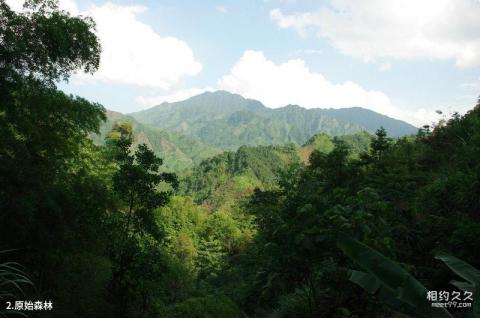 广西九万山国家级自然保护区旅游攻略 之 原始森林
