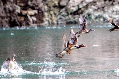 湖北七姊妹山国家级自然保护区旅游攻略 之 野生动物资源
