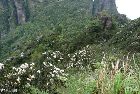 金秀大瑶山风景区旅游攻略 之 高山杜鹃