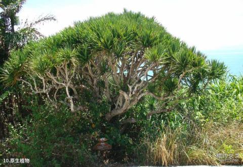 蜈支洲岛旅游攻略 之 原生植物
