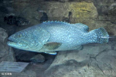 上海海洋水族馆旅游攻略 之 石斑鱼