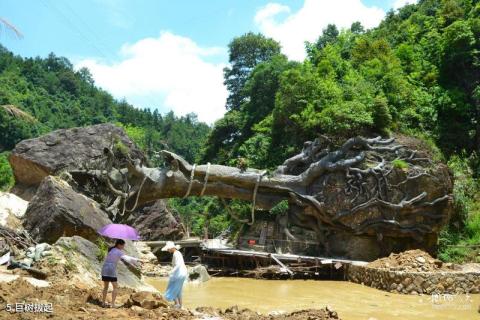 尤溪汤川天下侠谷景区旅游攻略 之 巨树拔起