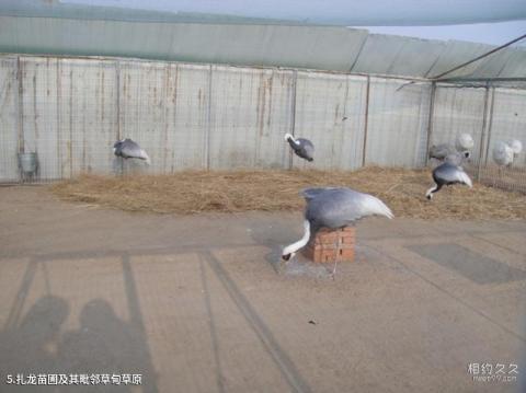 黑龙江扎龙国家自然保护区旅游攻略 之 扎龙苗圃及其毗邻草甸草原