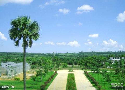 湛江南亚热带植物园旅游攻略 之 绿色广场