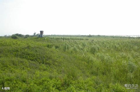 唐山湾国际旅游岛旅游攻略 之 植物