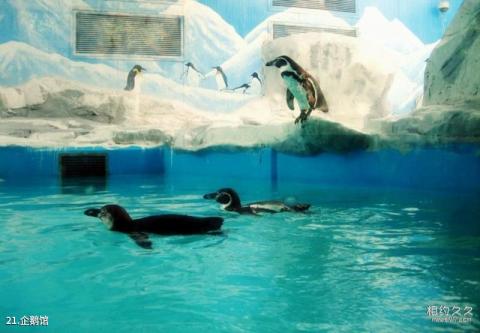 北京动物园旅游攻略 之 企鹅馆