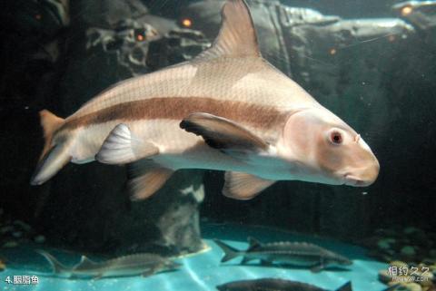 上海海洋水族馆旅游攻略 之 胭脂鱼