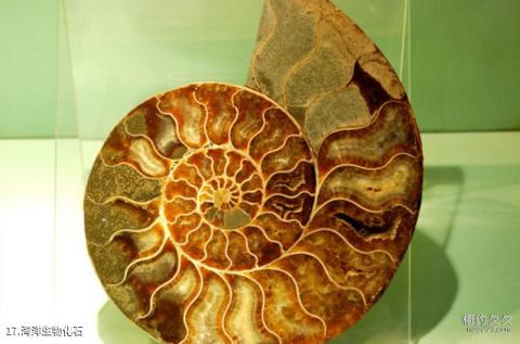甘肃省博物馆旅游攻略 之 海洋生物化石