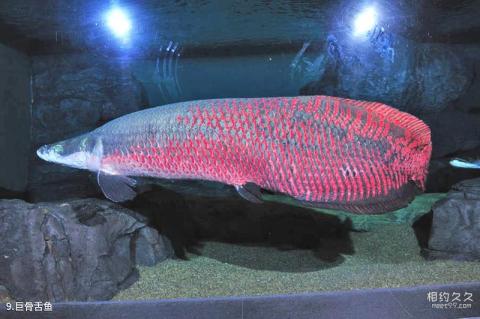 上海海洋水族馆旅游攻略 之 巨骨舌鱼