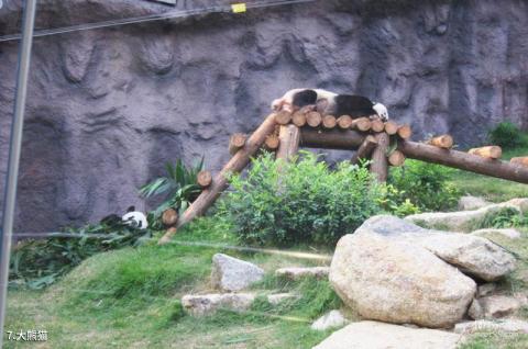 石排湾郊野公园旅游攻略 之 大熊猫