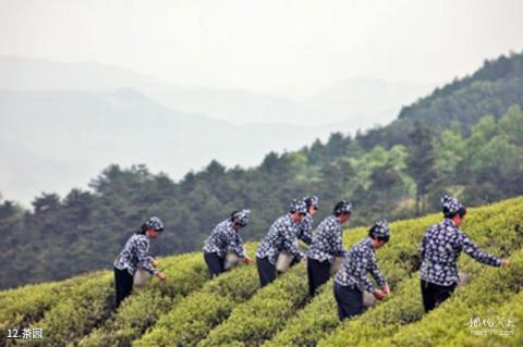 余姚丹山赤水旅游攻略 之 茶园