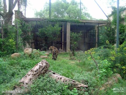 上海动物园旅游攻略 之 巴西狼生态展区